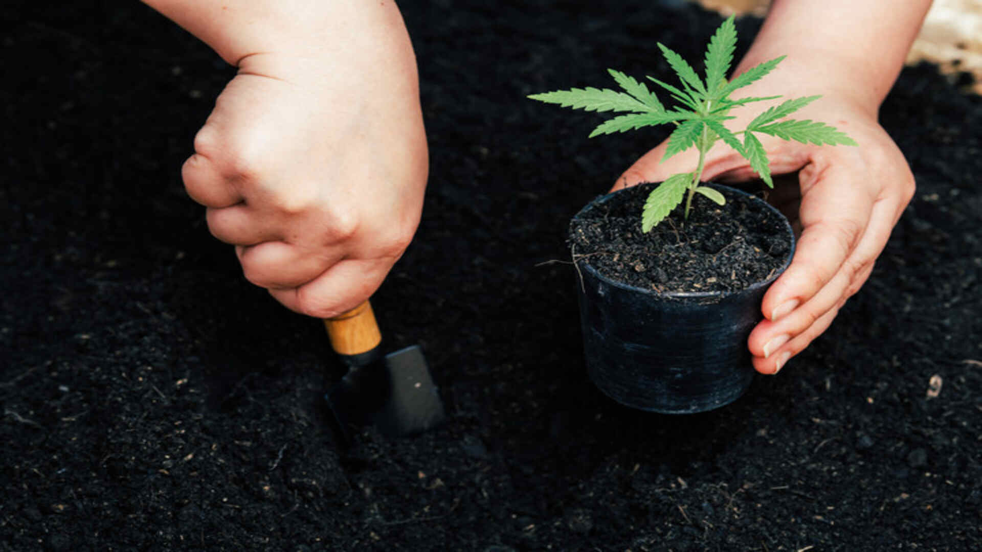 caring for your cannabis clones