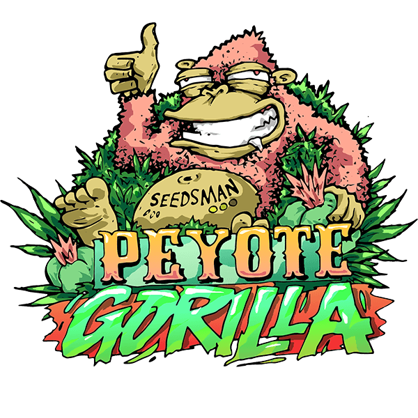 Peyote Gorilla Feminised Seeds product image