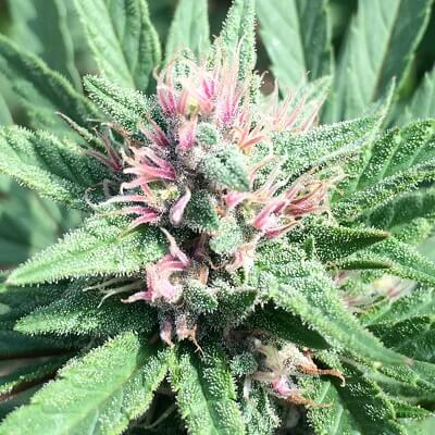 ErdPurt x PCK Regular Seeds product image