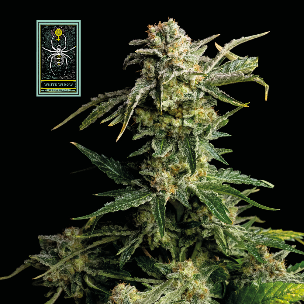 White Widow Feminised Seeds product image