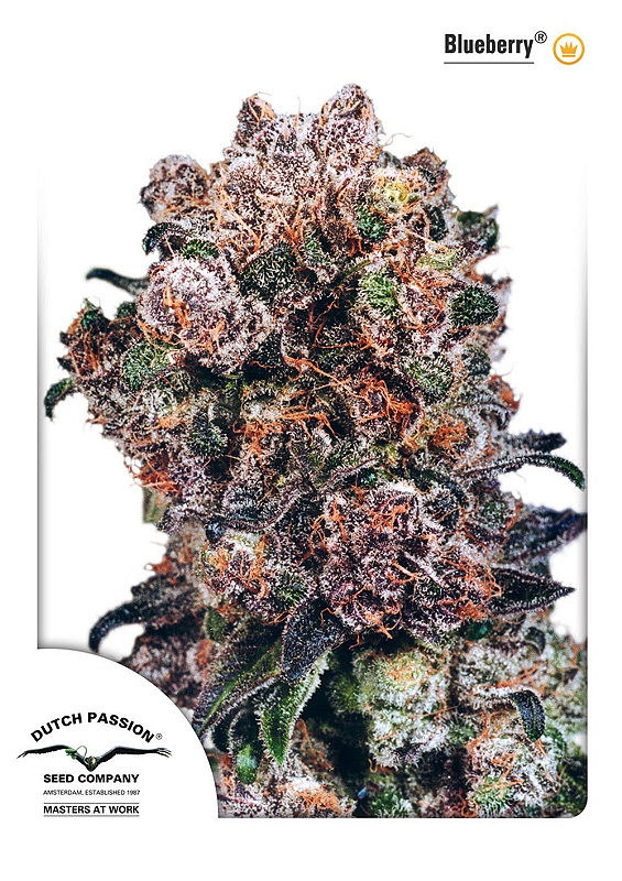 Blueberry Feminised Seeds product image