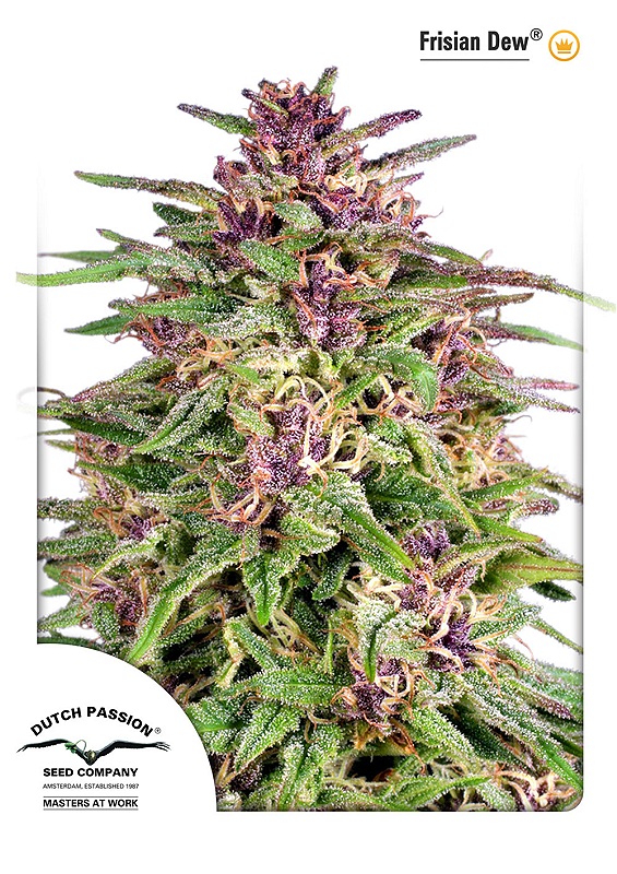 Frisian Dew Feminised Seeds product image