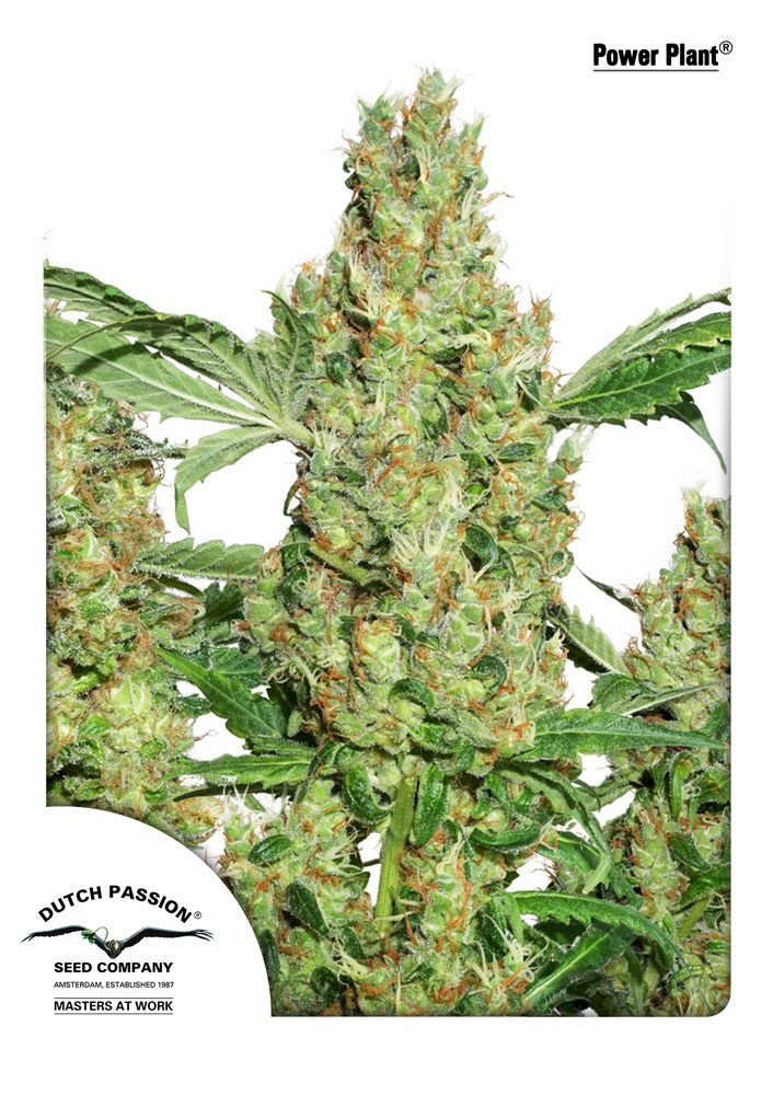 Power Plant Feminised Seeds product image