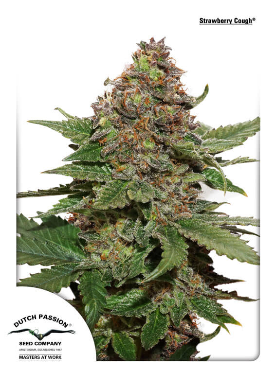 Strawberry Cough Feminised Seeds product image