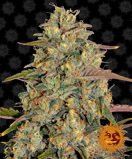 Amnesia Lemon Feminised Seeds product image