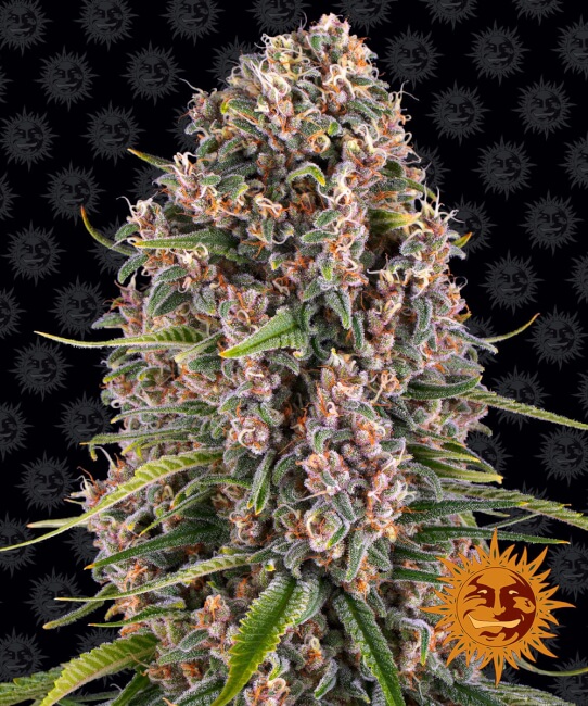 Blueberry Cheese Feminised Seeds product image