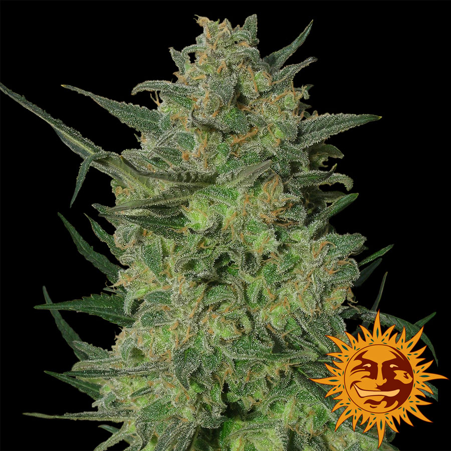 LSD Feminised Seeds product image