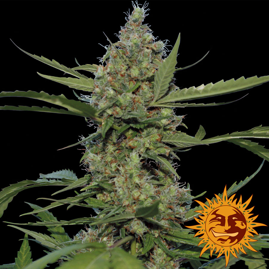 Laughing Buddha Feminised Seeds product image