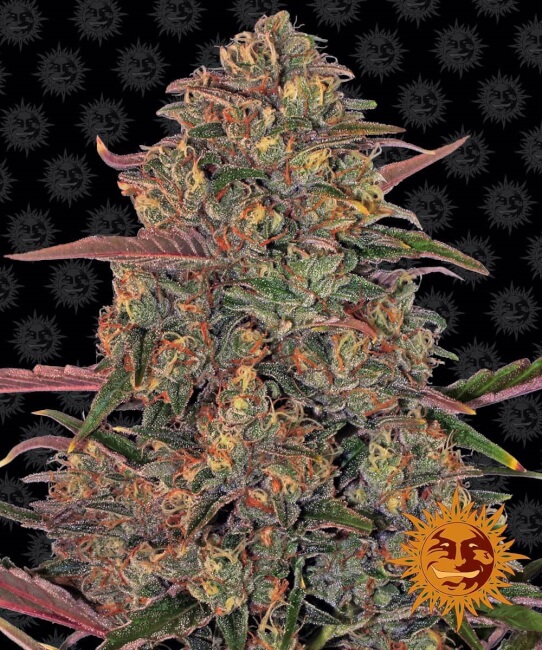 Pineapple Chunk Feminised Seeds product image