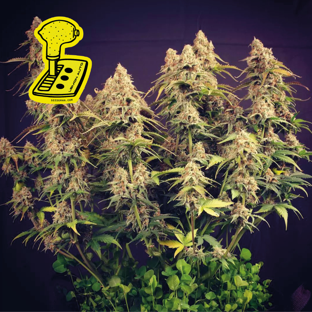 Lemon Auto Feminised Seeds product image