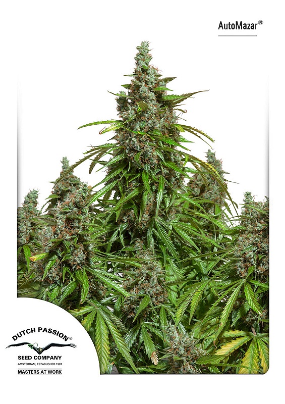 Mazar Auto Feminised Seeds product image