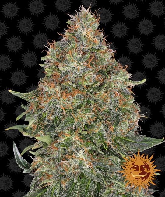 Pineapple Express Auto Feminised Seeds product image
