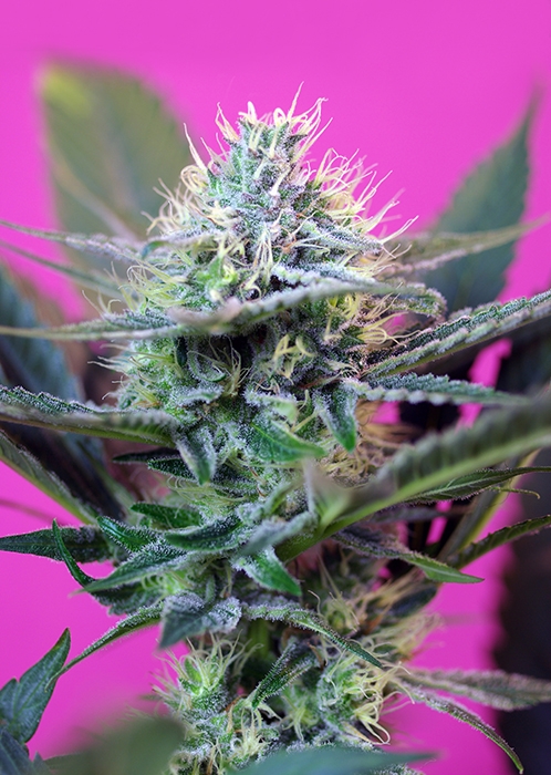 Speed + Auto Feminised Seeds product image