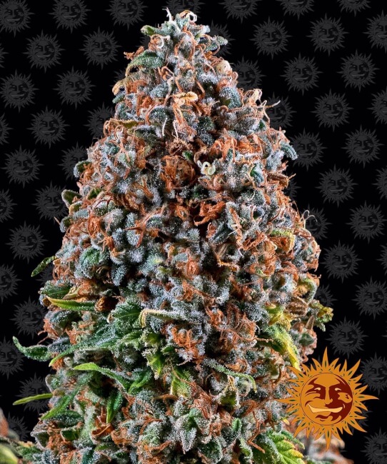 Critical Kush Feminised Seeds product image