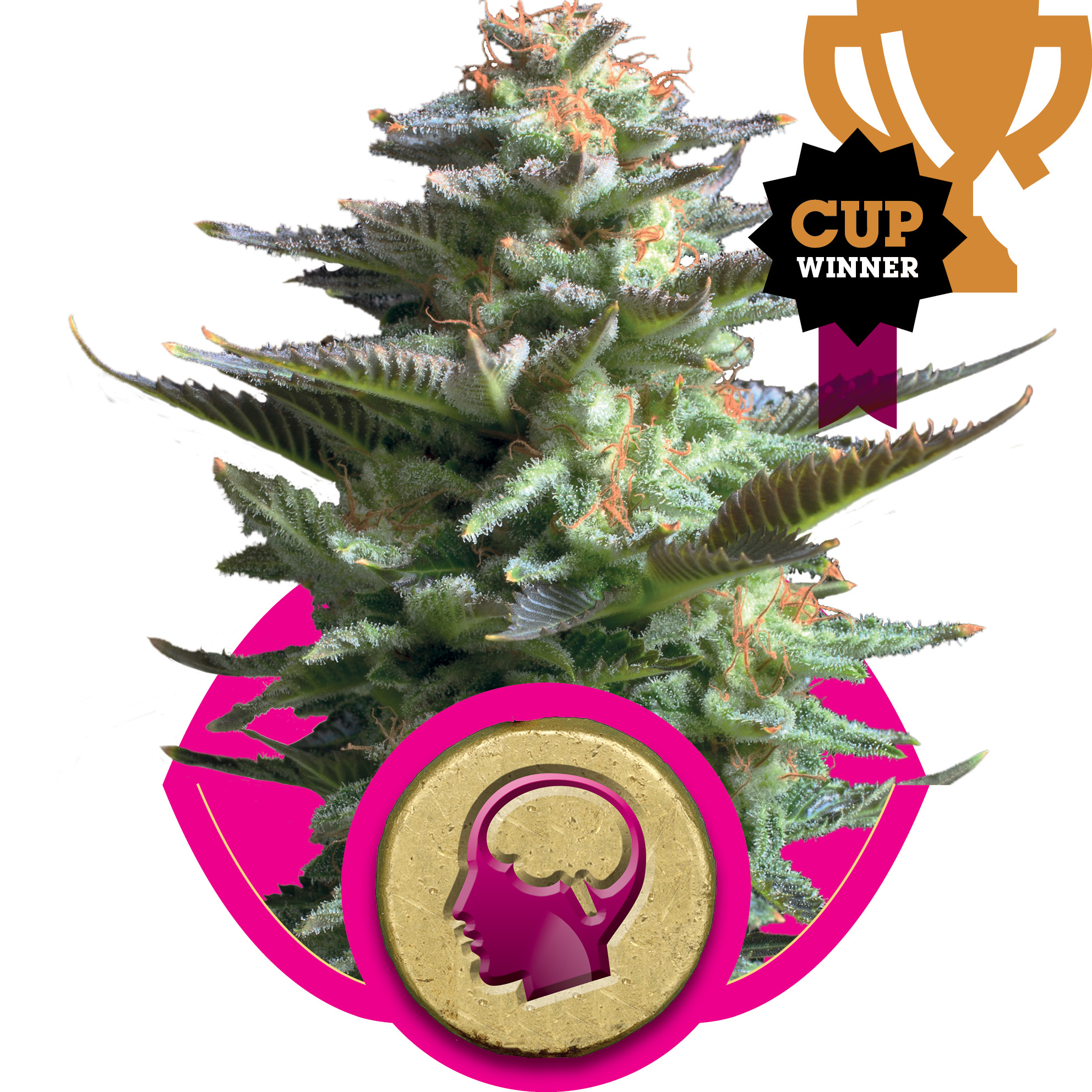 Amnesia Haze Feminised Seeds product image