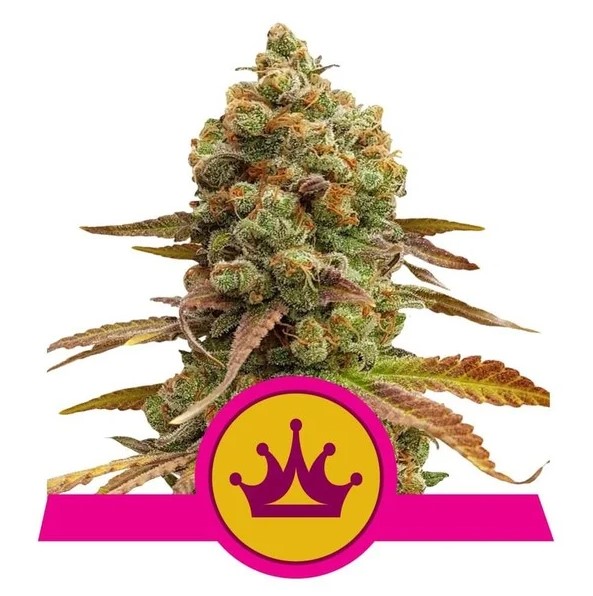 Special Queen #1 Feminised Seeds product image