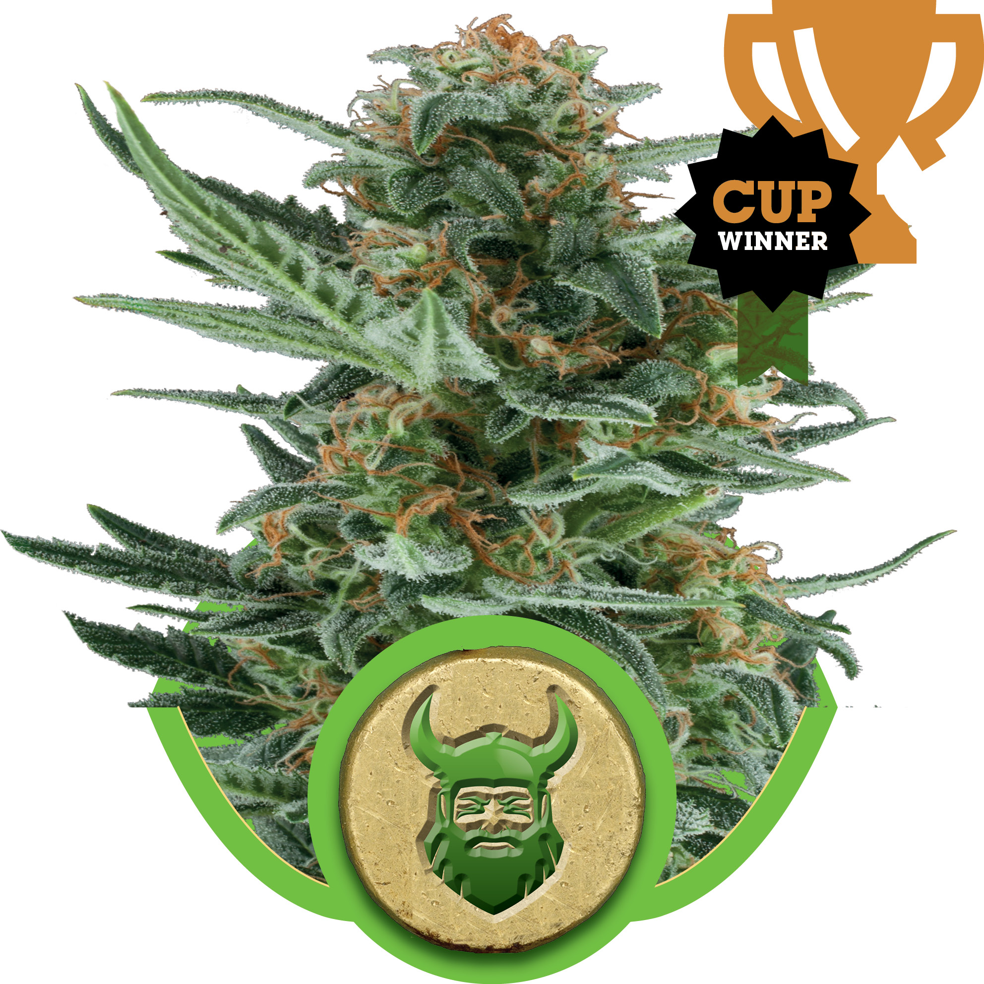 Royal Dwarf Auto Feminised Seeds product image
