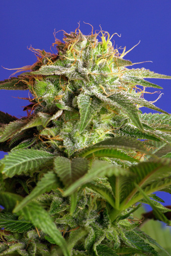 Green Poison Feminised Seeds product image