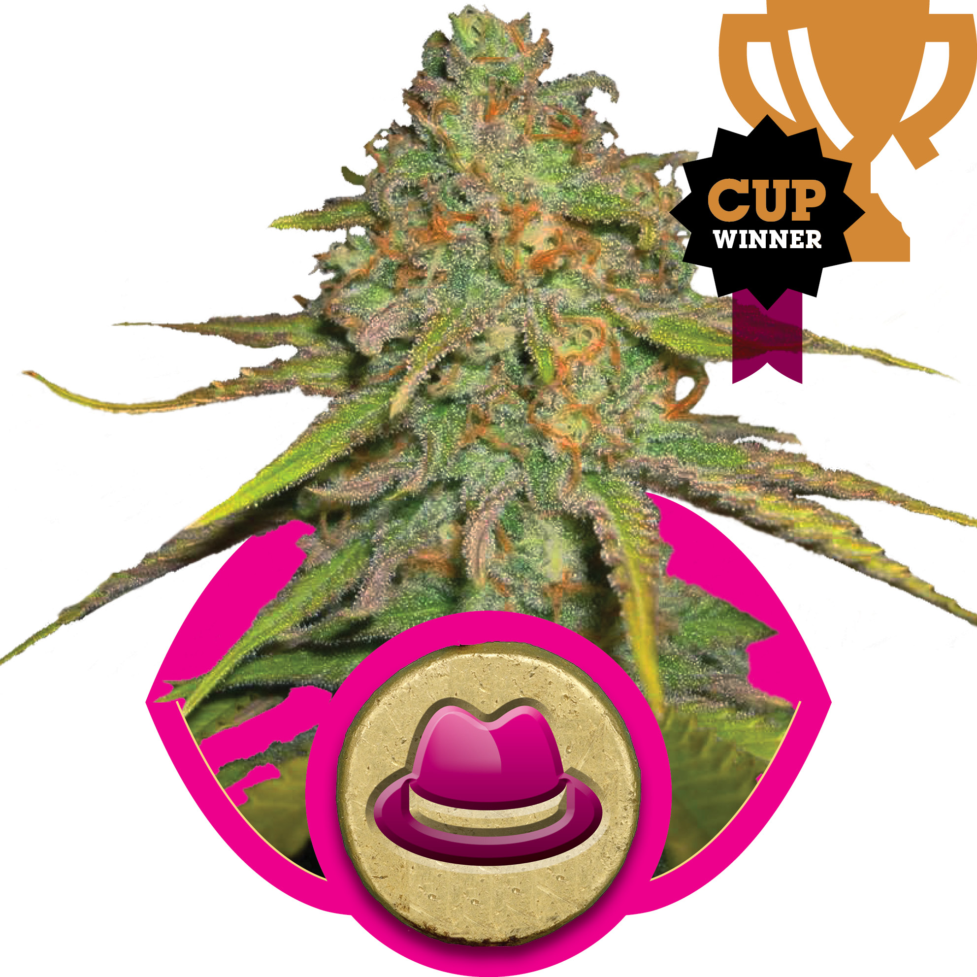 O.G. Kush Feminised Seeds product image