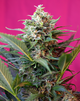 Big Devil XL Auto Feminised Seeds product image