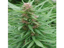 Ace Mix Feminised Seeds product image