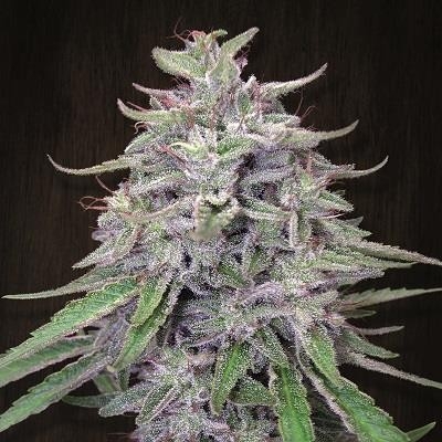 Bangi Haze Regular Seeds product image