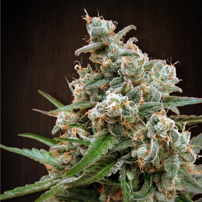 Nepal Jam Regular Seeds product image