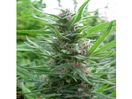 Panama Regular Seeds product image