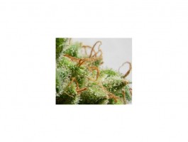 Malawi Regular Seeds product image