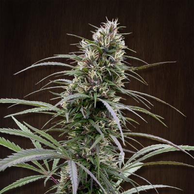 Congo Feminised Seeds product image