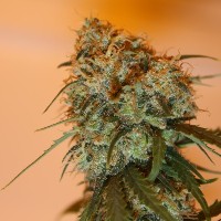 Golden Tiger Feminised Seeds product image