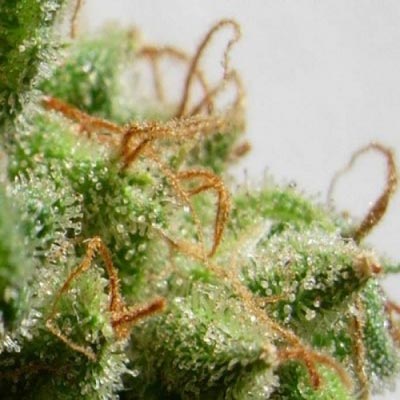 Malawi Feminised Seeds product image