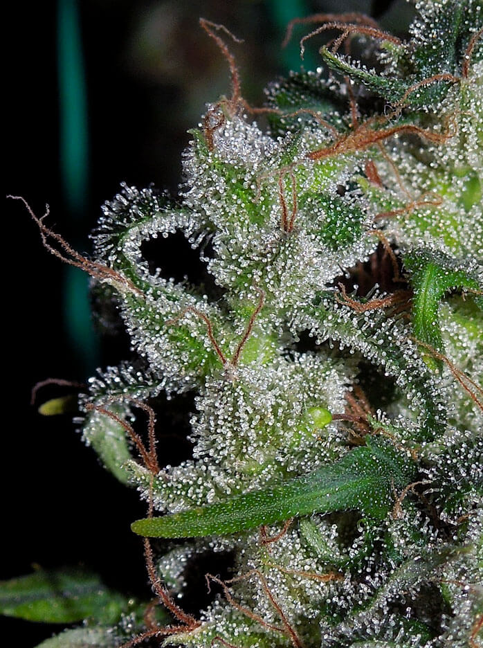 Zamaldelica Regular Seeds product image