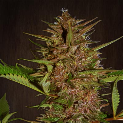 Pakistan Chitral Kush Regular Seeds product image