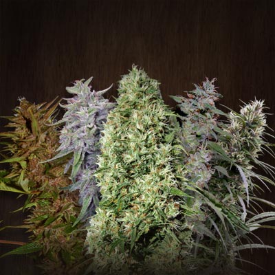 ACE Mix Regular Seeds product image