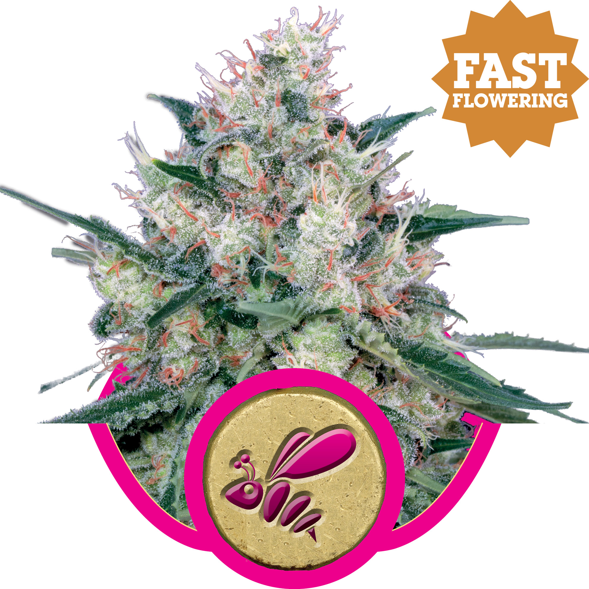 Honey Cream FAST Version Feminised Seeds product image