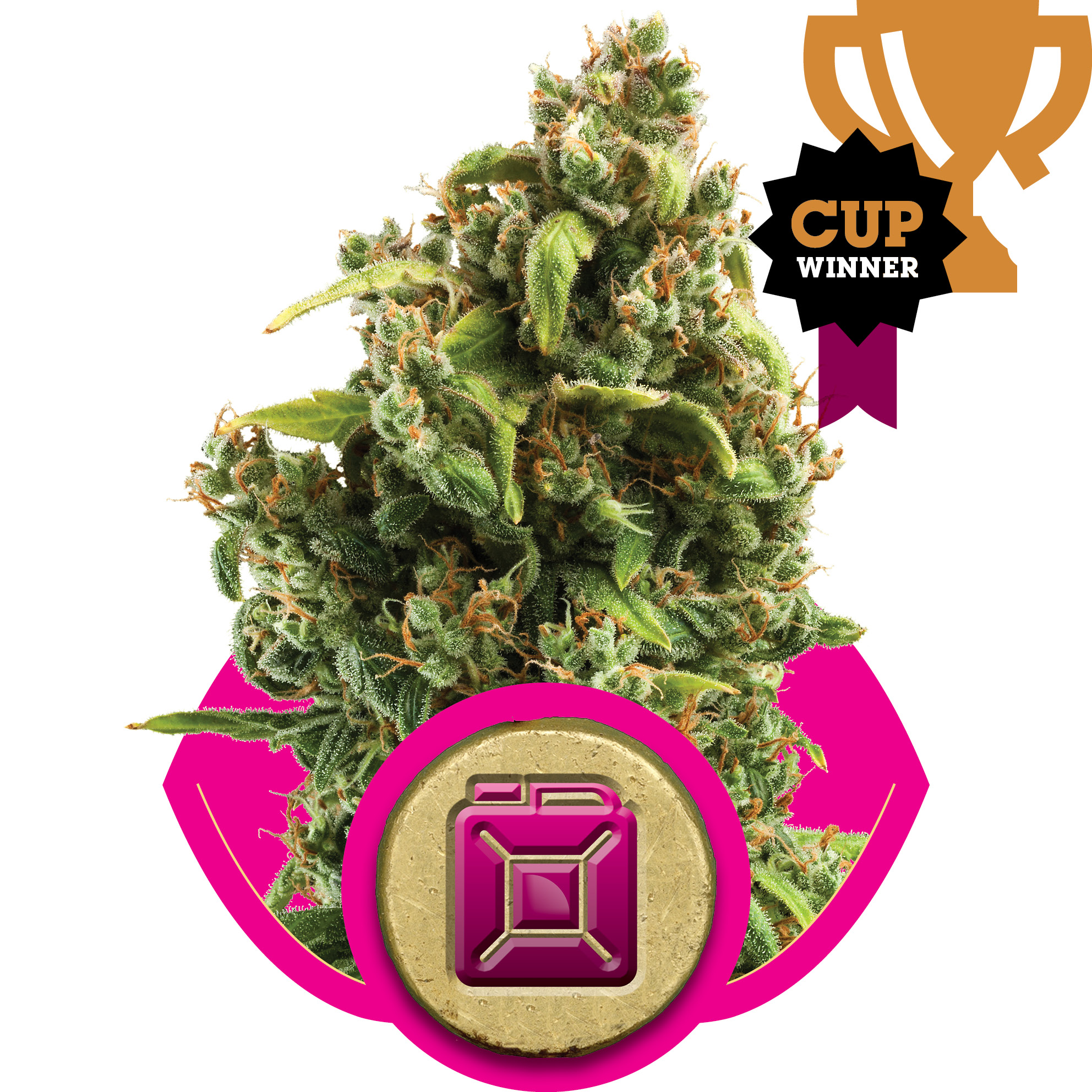 Sour Diesel Feminised Seeds product image