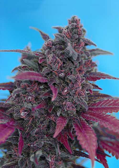 Dark Devil Auto Feminised Seeds product image