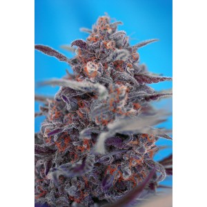 Devil Cream Auto Feminised Seeds product image