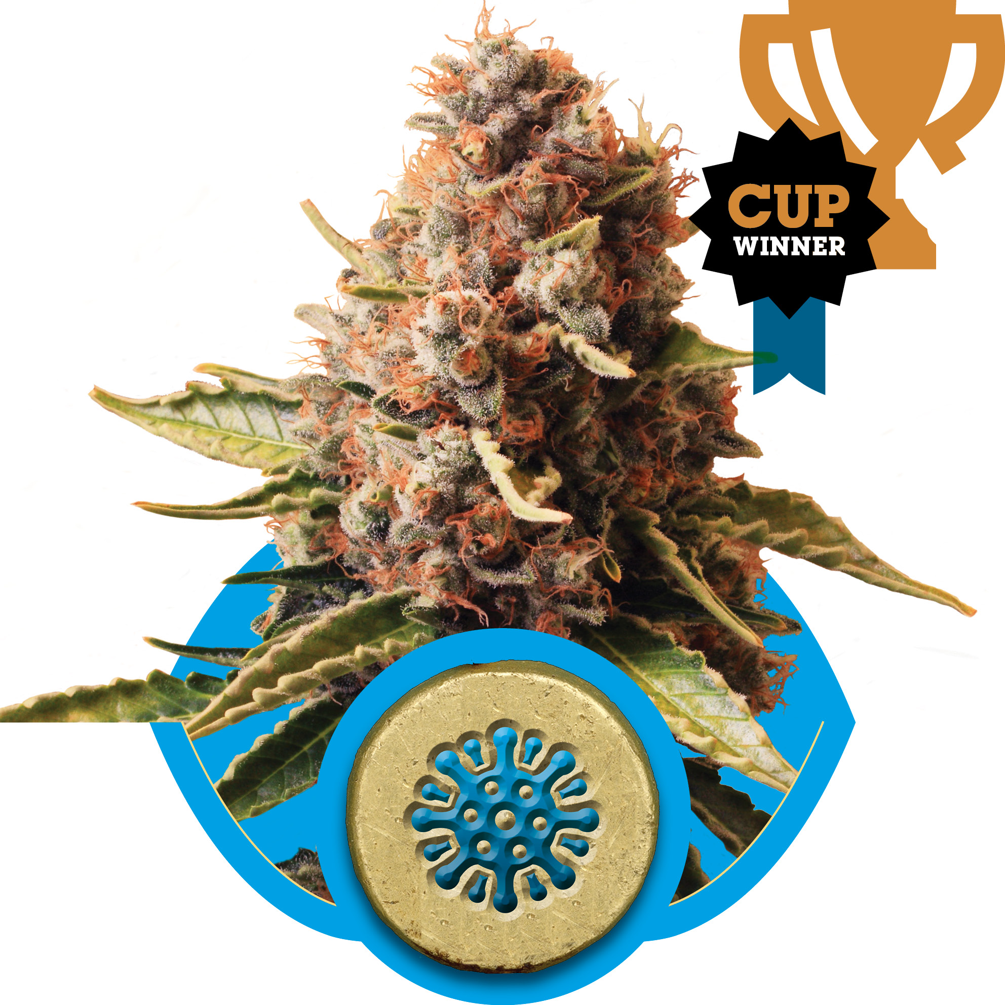 Euphoria CBD Feminised Seeds product image