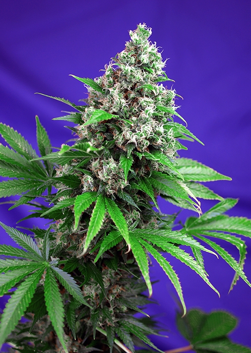 Killer Kush F1 FAST Version Feminised Seeds product image