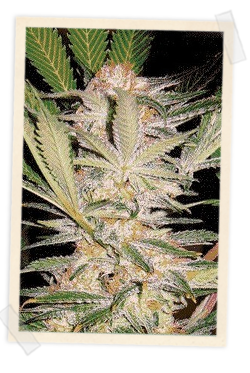 S.A.D. F1 FAST Version Feminised Seeds product image
