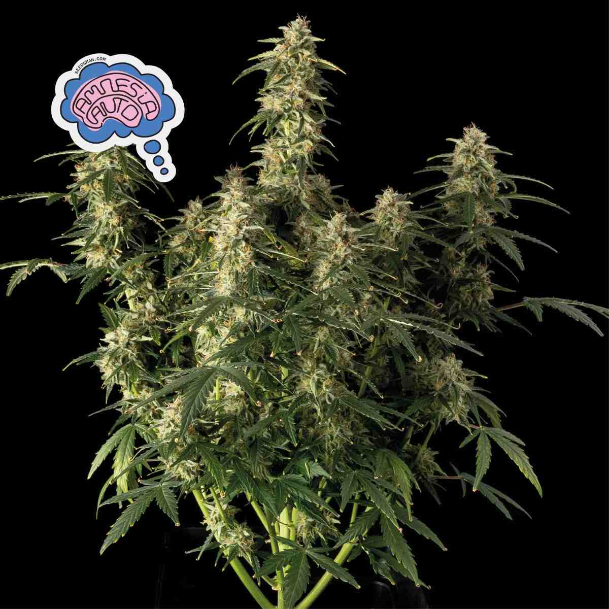 Amnesia Auto Feminised Seeds product image