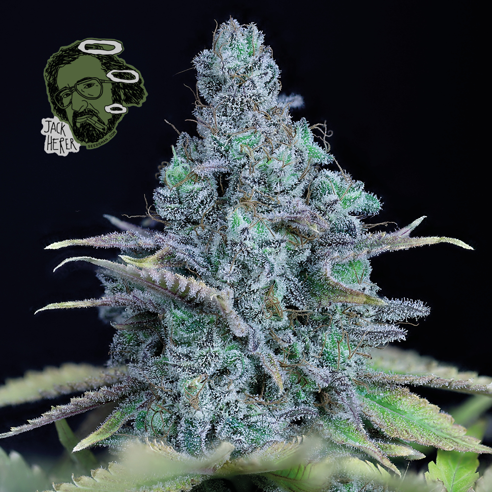 Jack Herer Feminised Seeds product image