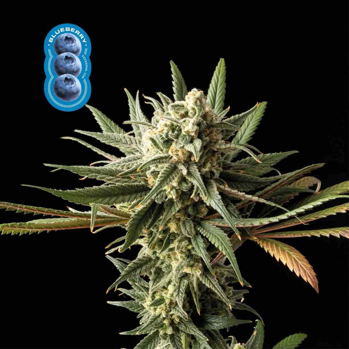 Blueberry Feminised Seeds product image
