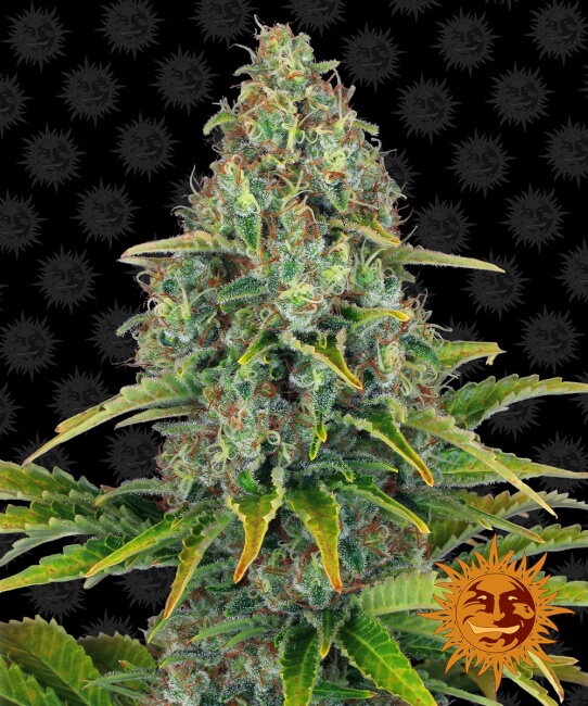 Blueberry Cheese Auto Feminised Seeds product image