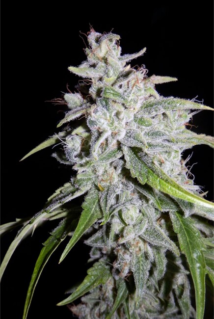 Walter White Auto Feminised Seeds product image