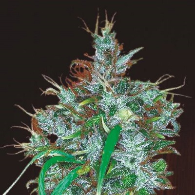 Panama Haze Feminised Seeds product image