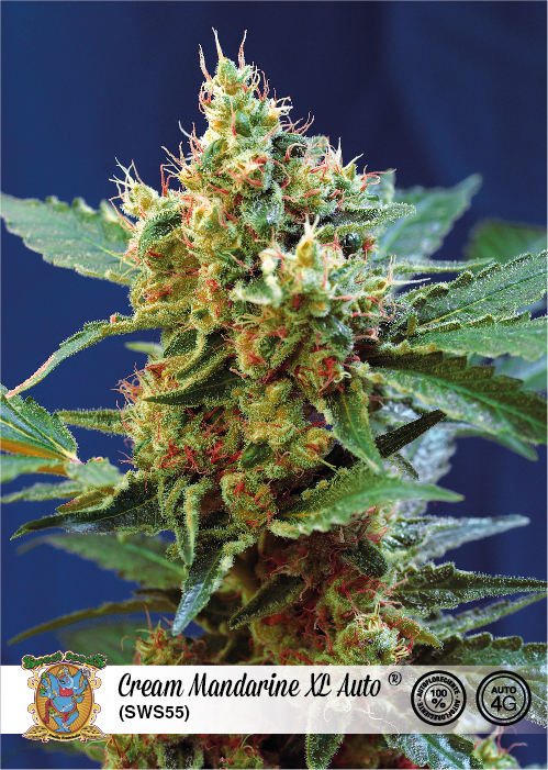 Cream Mandarine XL Auto Feminised Seeds product image