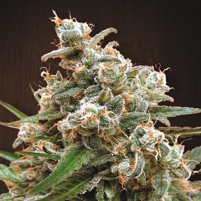 Nepal Jam Feminised Seeds product image